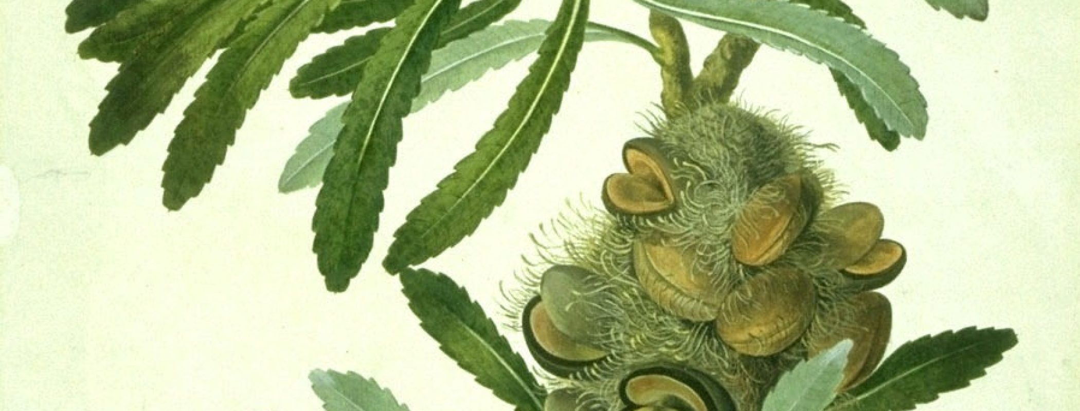 Figure 9:1. Sydney Parkinson, completed by John Frederick Miller.  Banksia serrata.  1773, watercolour on paper, Natural History Museum of London.