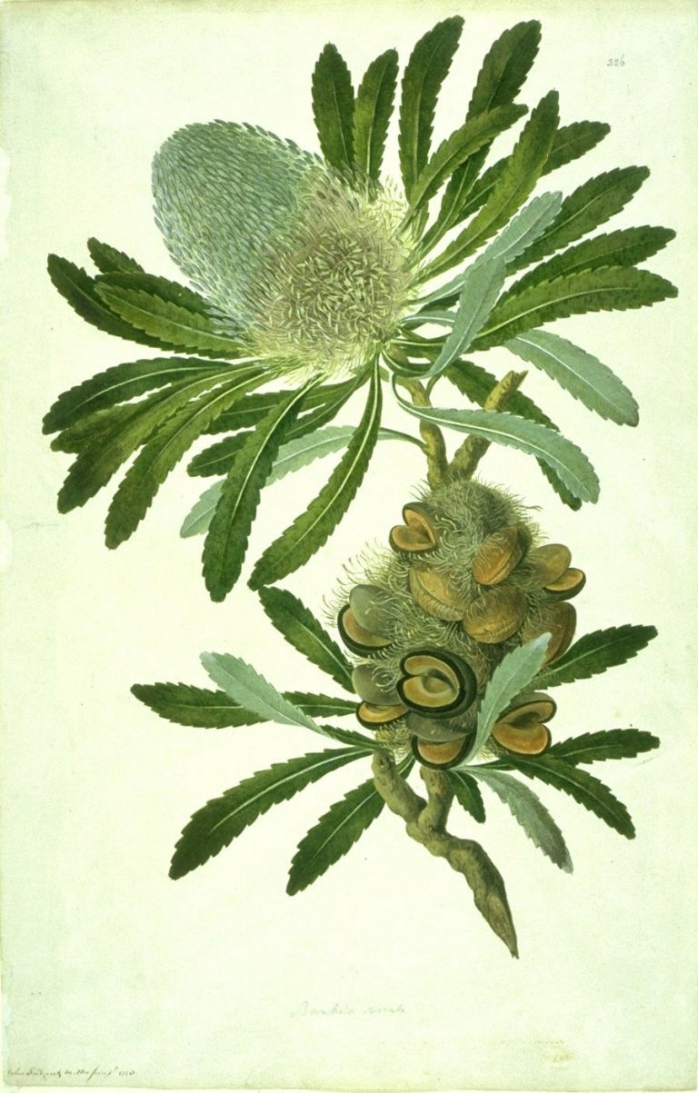 Figure 9:1. Sydney Parkinson, completed by John Frederick Miller.  Banksia serrata.  1773, watercolour on paper, Natural History Museum of London.